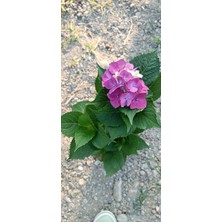 Fidan Paketim Ortanca Fidanı Hydrangea Macrophylla ,