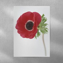 Reysa Tasarım Gelincik Posteri 35X50 cm