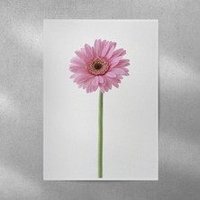 Reysa Tasarım Pembe Alman Papatyası Posteri 35X50 cm