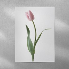 Reysa Tasarım Pembe Lale Posteri 35X50 cm