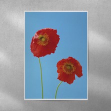 Reysa Tasarım Gelincik Posteri 35X50 cm