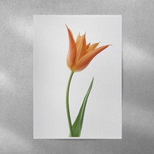 Reysa Tasarım Lale Posteri 35X50 cm