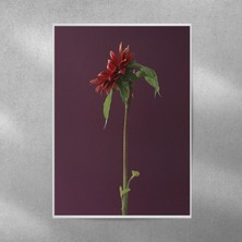 Reysa Tasarım Kırmızı Alman Papatyası Posteri 35X50 cm