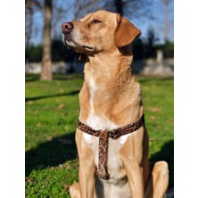 Utd Pet Camouflage Köpek Göğüs Tasması