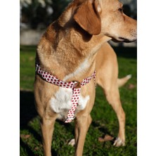 Utd Pet Laydbug Köpek Göğüs Tasması