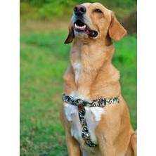 Utd Pet Toco Köpek Tasma Seti