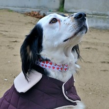 Utd Pet Watermelon Köpek Tasma Seti