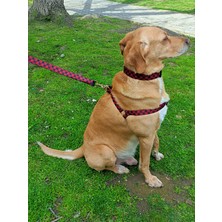 Utd Pet Stylish Köpek Tasma Seti