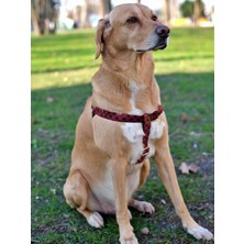 Utd Pet Stylish Köpek Tasma Seti