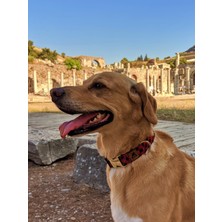 Utd Pet Stylish Köpek Tasma Seti