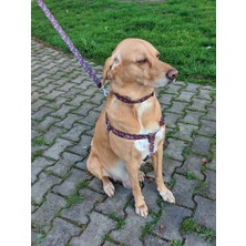 Utd Pet Muertos Köpek Tasma Seti