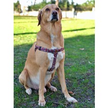 Utd Pet Muertos Köpek Tasma Seti