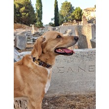 Utd Pet Classy Köpek Tasma Seti