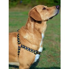 Utd Pet Zeus Köpek Tasma Seti
