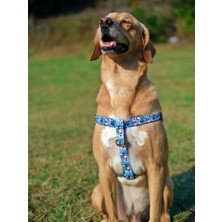 Utd Pet Bluedoggy Köpek Tasma Seti