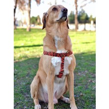 Utd Pet Tiger Köpek Tasma Seti
