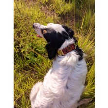 Utd Pet Tiger Köpek Tasma Seti