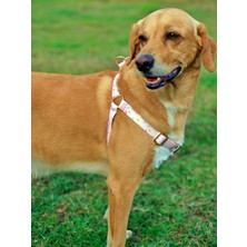 Utd Pet Daydream Köpek Göğüs Tasması