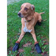 Utd Pet Pawty Yumuşak Köpek Ayakkabısı