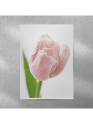 Reysa Tasarım Lale Posteri 35X50 cm