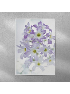 Reysa Tasarım Yıldız Çiçeği Posteri 35X50 cm