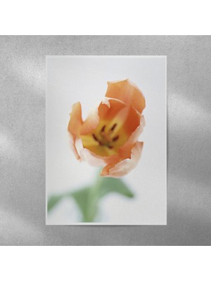 Reysa Tasarım Lale Posteri 35X50 cm