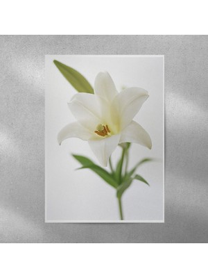 Reysa Tasarım Zambak Posteri 35X50 cm