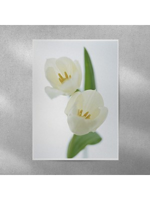 Reysa Tasarım Beyaz Lale Posteri 35X50 cm