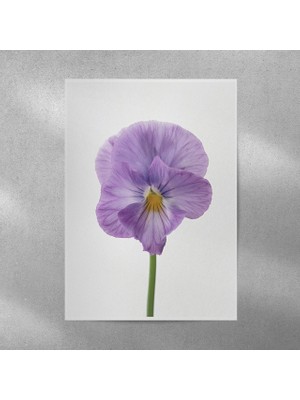 Reysa Tasarım Menekşe Posteri 35X50 cm