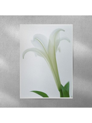 Reysa Tasarım Zambak Posteri 35X50 cm