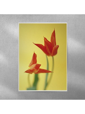 Reysa Tasarım Lale Posteri 35X50 cm