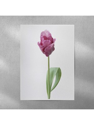 Reysa Tasarım Lale Posteri 35X50 cm