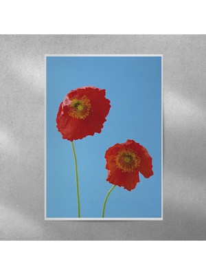 Reysa Tasarım Gelincik Posteri 35X50 cm