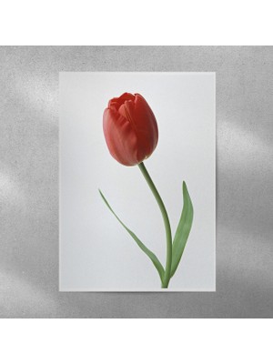 Reysa Tasarım Lale Posteri 35X50 cm