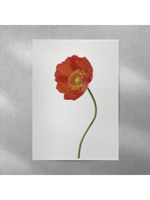 Reysa Tasarım Gelincik Posteri 35X50 cm