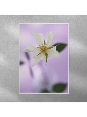 Reysa Tasarım Beyaz Gül Posteri 70X100 cm