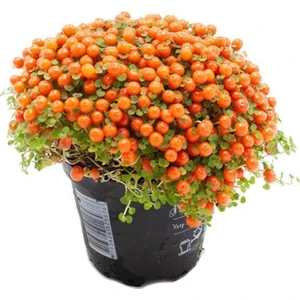 Fide İste Turuncu Arapsaçı Bitkisi Nertera Granadensis 8,5 cm Saksıda