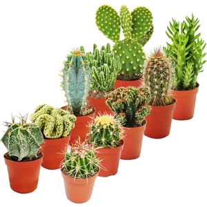 Fide İste Mini Kaktüs Çeşitleri 20 Adet