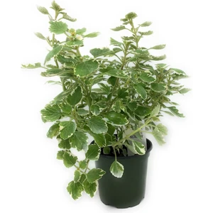 Fide İste Saksıda Alacalı Küba Kekiği Plectranthus Amboinicus Variegata 10-15 cm