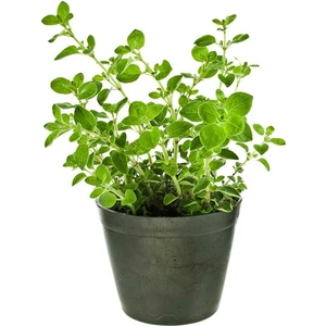 Fide İste Bilyalı Kekiği, Izmir Kekiği 10-15 Cm, Saksıda