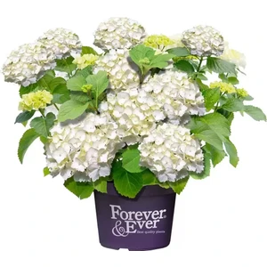 Fide İste Saksıda Beyaz Ortanca Fidanı 8 Litre