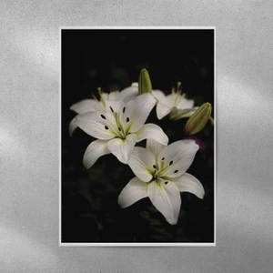 Reysa Tasarım Zambak Posteri 50X70 cm