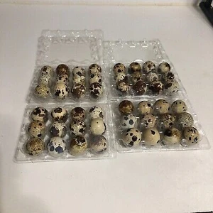 Sude Hayvancılık Jumbo 5 Paket x 12 60 Adet Bıldırcın Yumurtası Kuluçkalık Amerikan Jumbo