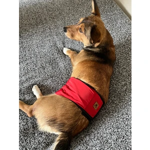 Utd Pet Erkek Köpek Ciş Bel Bandı Külot Pedli Yıkanabilir