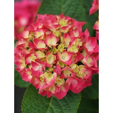 Fidan Paketim Ortanca Fidanı Hydrangea Macrophylla , Fiyatı