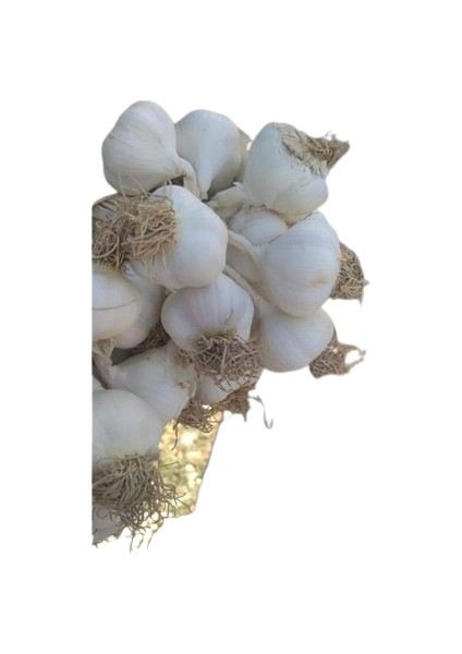 Taşköprü Sarımsak