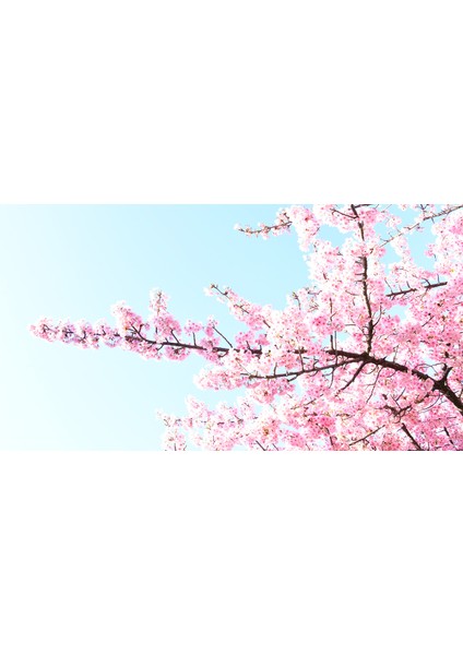 Sakura Serisi Kağıt Mendil (18 Adet)