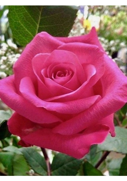 Gül Fidanı Rosa Laxa