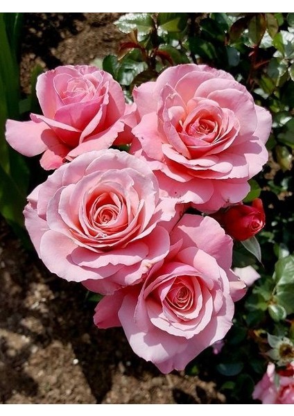 Gül Fidanı Rosa Laxa