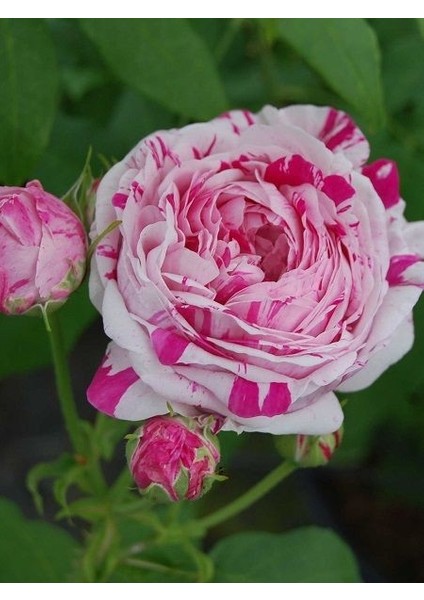 Gül Fidanı Rosa Laxa